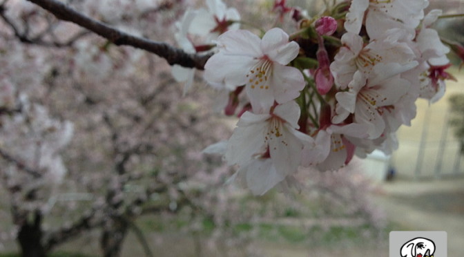 福岡城跡地の桜