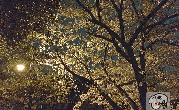 サロン近くの桜並木です。もうかなり散り始めました。