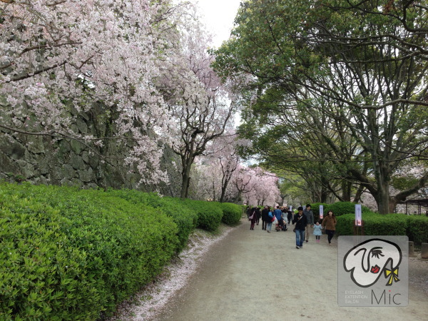 去年の3月31日の福岡城跡地の桜